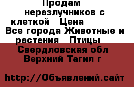 Продам 2 неразлучников с клеткой › Цена ­ 2 500 - Все города Животные и растения » Птицы   . Свердловская обл.,Верхний Тагил г.